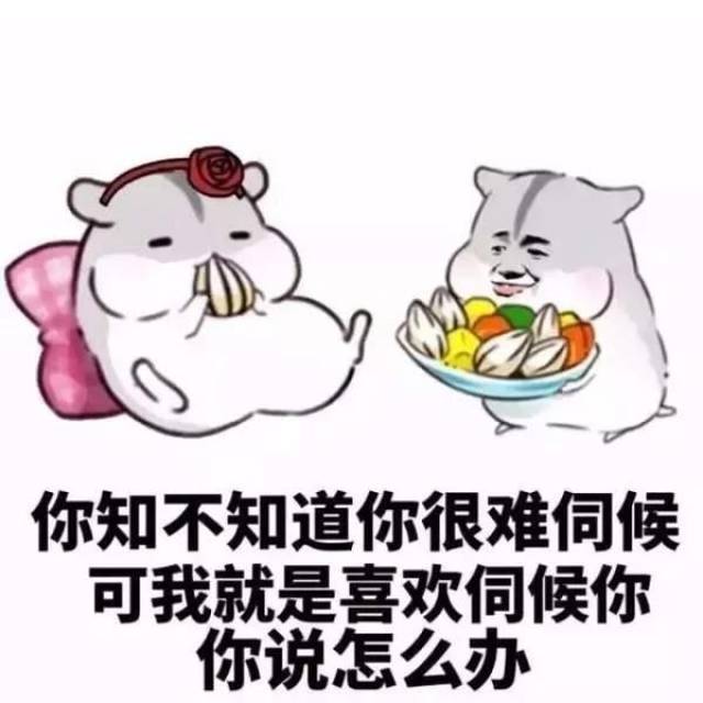 仓鼠哄女朋友必备表情包:乖不闹了好不好