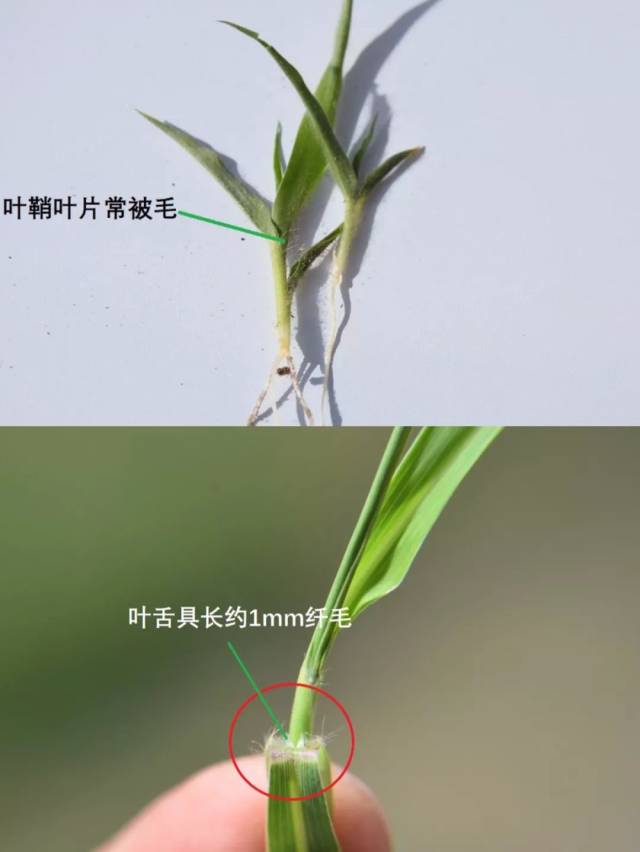 禾本科的花,禾本科植物的花,禾本科植物_大山谷图库