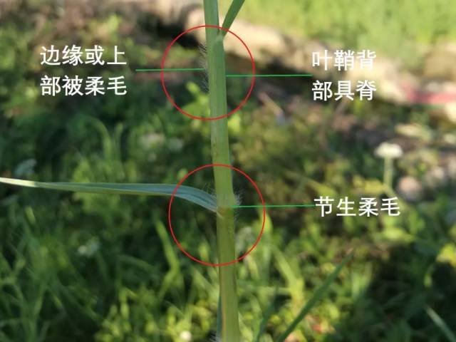杂草稻怎么辨别,杂草稻与水稻的区别,杂草稻识别_大山谷图库