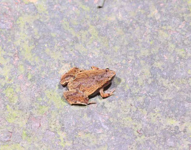 莒溪科考发现21种青蛙!快看看你能认得几种?