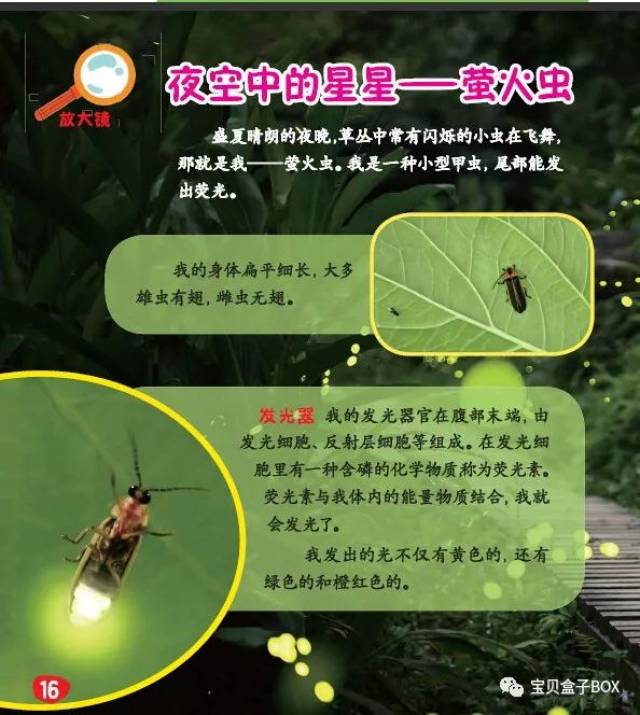 萤火虫是益虫还是害虫图片