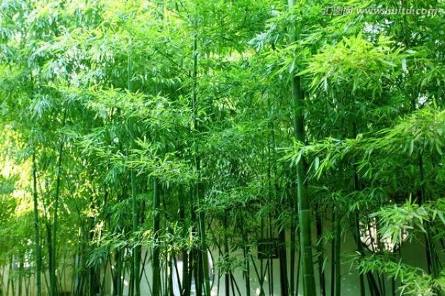 "草根"崛起——凤凰竹