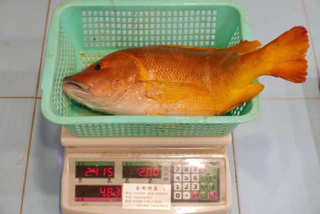 生得美丽死得美味五斤星点笛鲷石蚌活鱼四吃