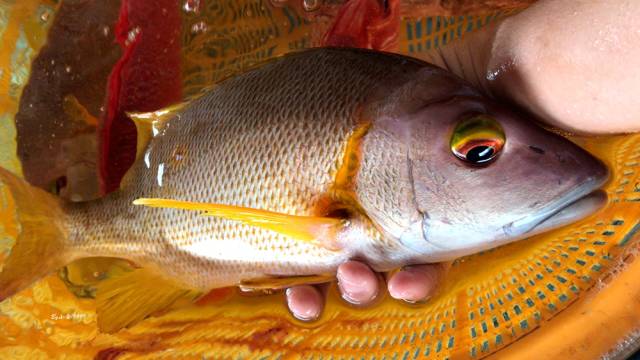 五斤星点笛鲷(石蚌)活鱼四吃!