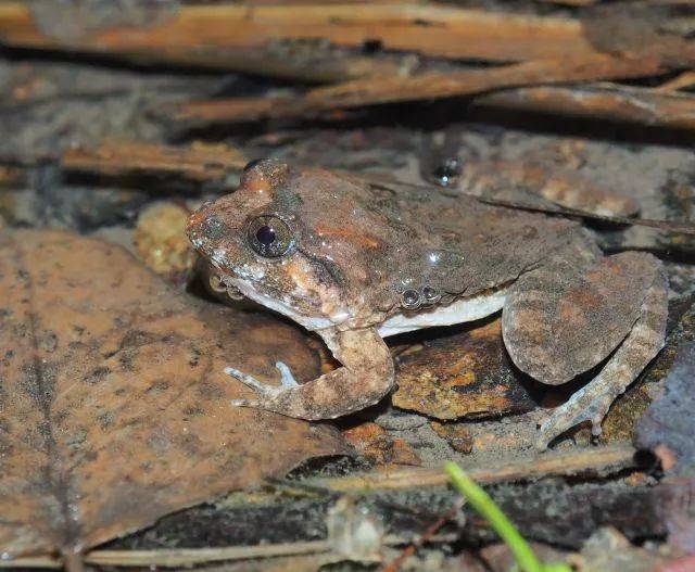 蛙类调查于今年3月启动,经过3次的调查与考察,莒溪自然保护区境内共