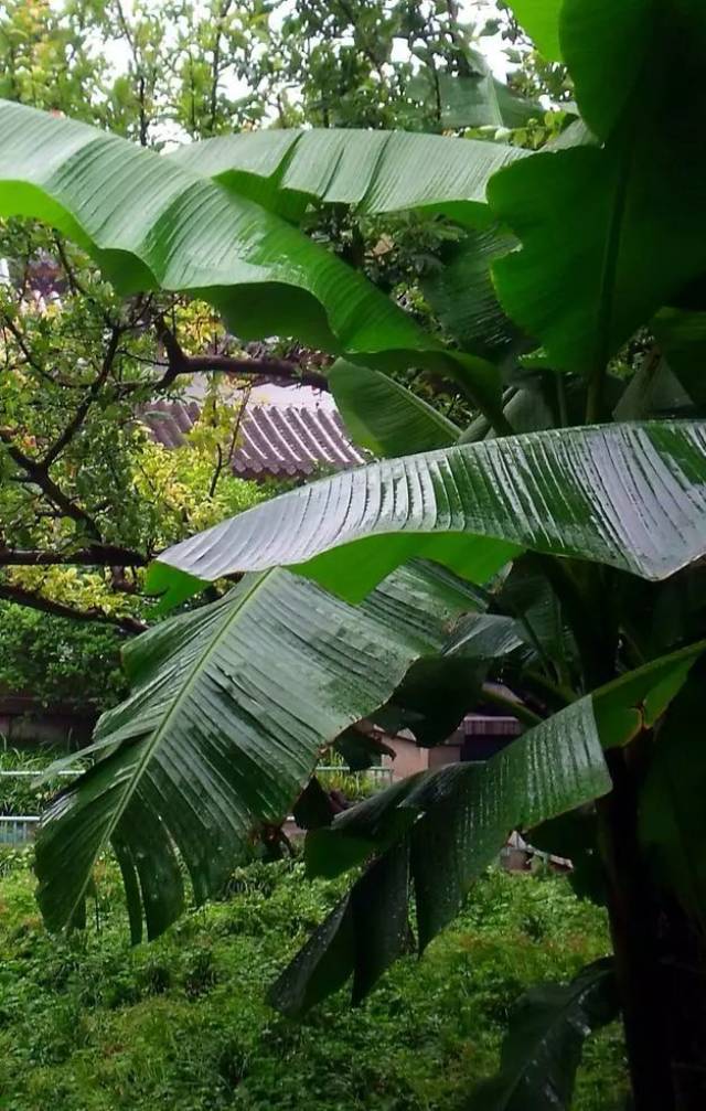 風物| 唯有芭蕉,讓江南的雨如此悽美