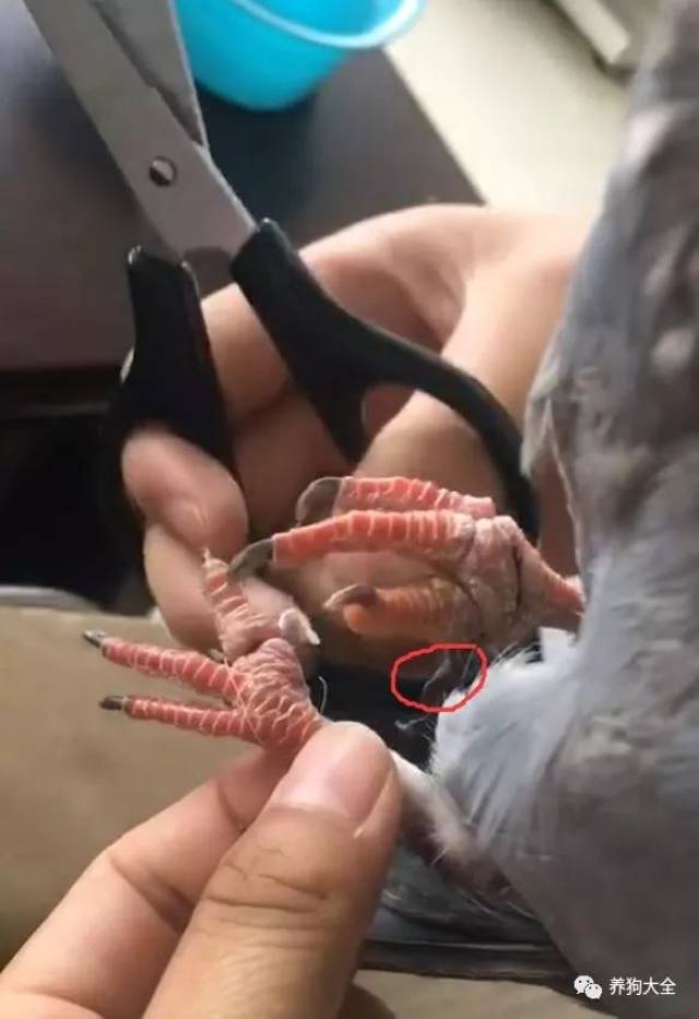 鸽子雌雄脚趾 公母图片