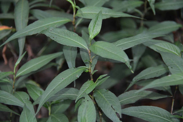 晕病药植物图片图片