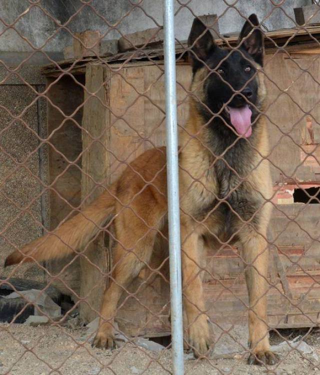 馬犬展示馬犬價格一條馬犬多少錢