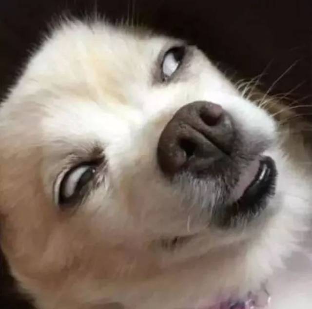 傻狗表情包,实在太魔性啦~ 麻麻再也不用担心我斗图会输了!