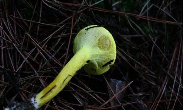 黄粉牛肝菌