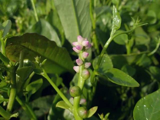 谁说乡下没什么好吃的?