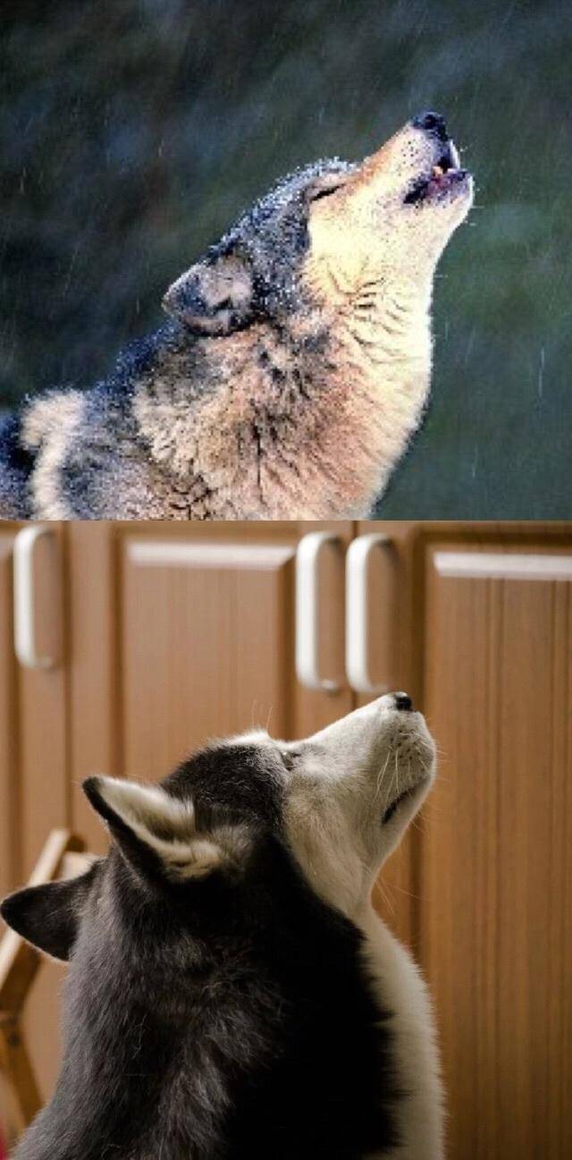 哈士奇该如何在狼群中一眼看见你