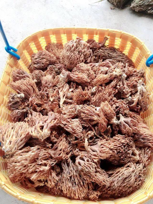 尤溪山上这种""扫帚菇",比珊瑚还美!