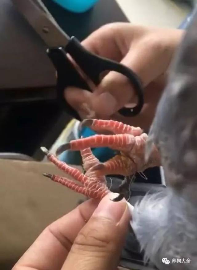 家里飞进来一只鸽子,看到鸽子的脚呆住了:你到底经历了什么?
