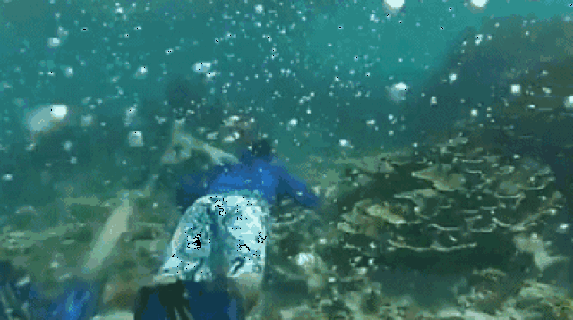 世界首个人造鱼鳃呼吸器 带着它下水 就能像鱼儿一样呼吸 人造鱼鳃真的假的 二安网