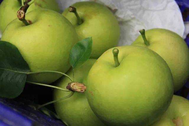 钟山蜜梨成熟啦,错过这次,再等一年!