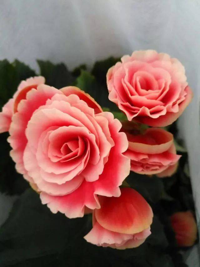 【种花人】30年专注一件事,摸透花儿的"脾气,他是蓝海棠_手机搜狐网