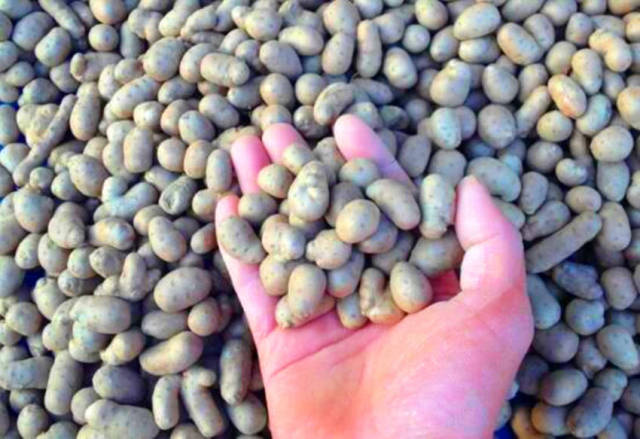 医书记载,农村人扔掉的"小豆豆"比山药价值还高,你知道吗?_手机搜狐网