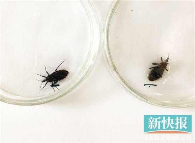 广州悬赏捉拿的锥蝽到底是何方妖孽