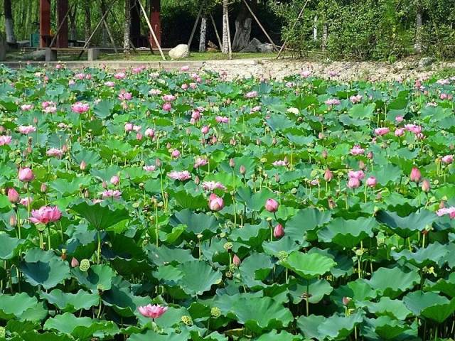 南门坝生态公园是市区赏荷的好去处 在一片"莲叶何田田"的美景中