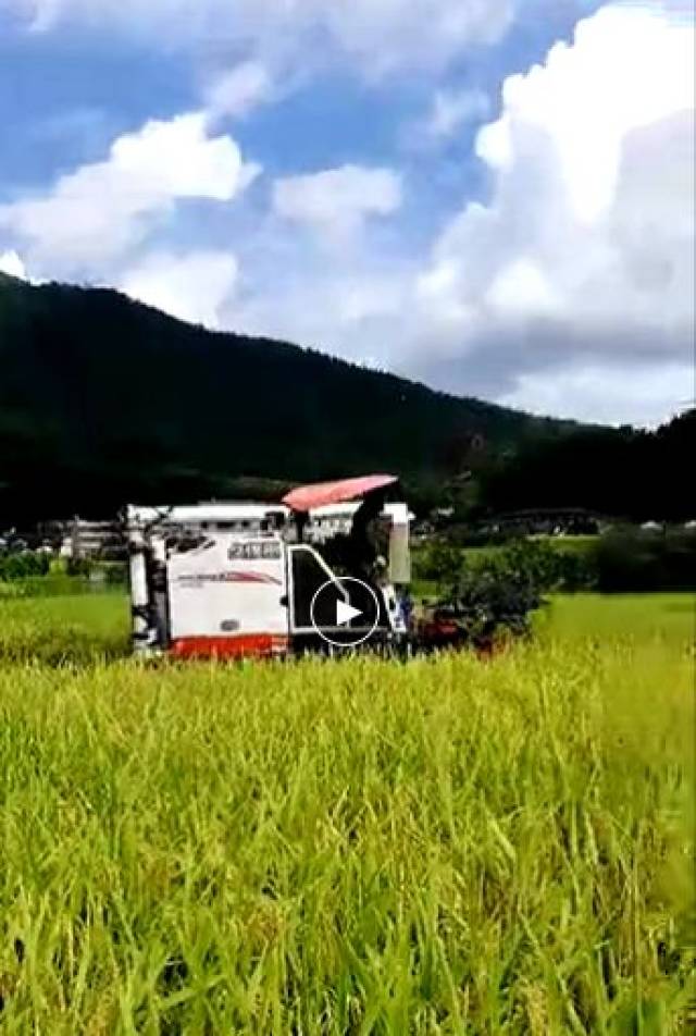洲瑞家乡又开始割禾了,大,小收割机都来了