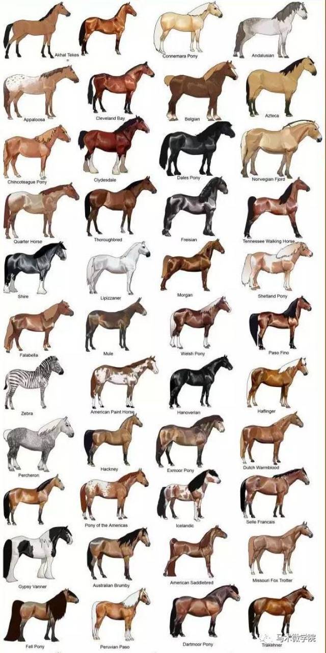 马的品种大全下常见品种详解