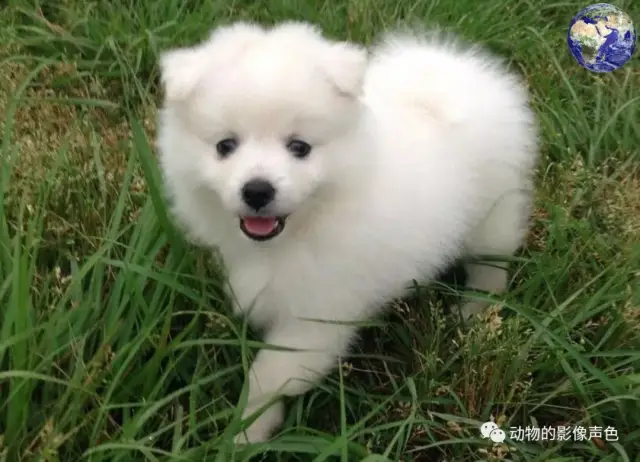 长得像白狐一样的狗，这可能是世界上最美丽的犬科动物了_搜狐网
