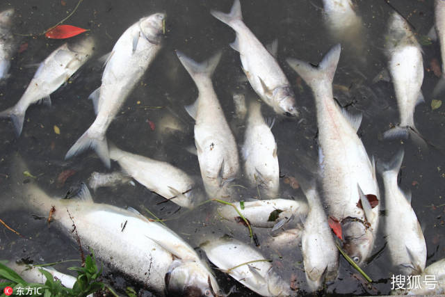受台风影响绍兴河道大量鱼类纷纷死亡 密密麻麻