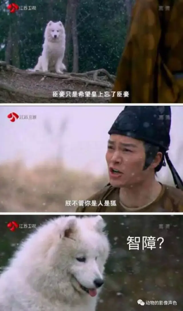 长得像白狐一样的狗，这可能是世界上最美丽的犬科动物了_搜狐网