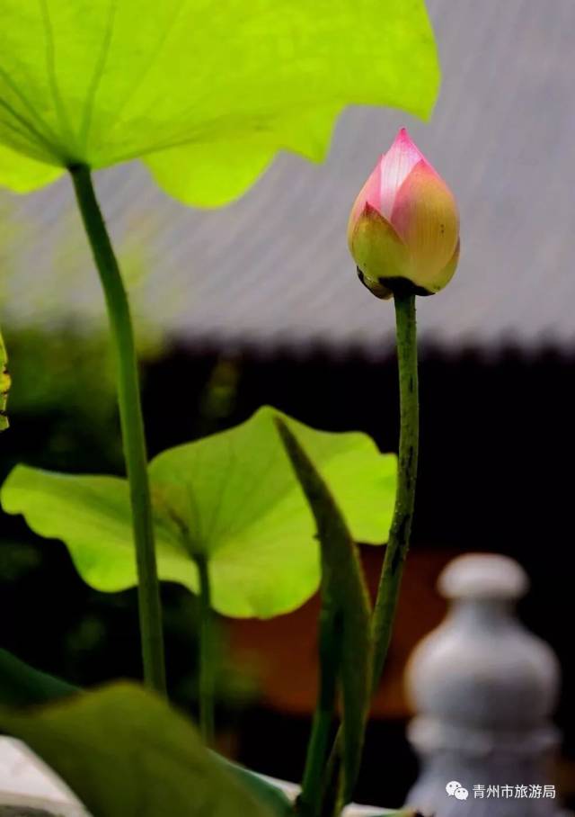 芙蓉出水禪心靜,來青州這座寺裡尋一場夏日靜心之旅吧