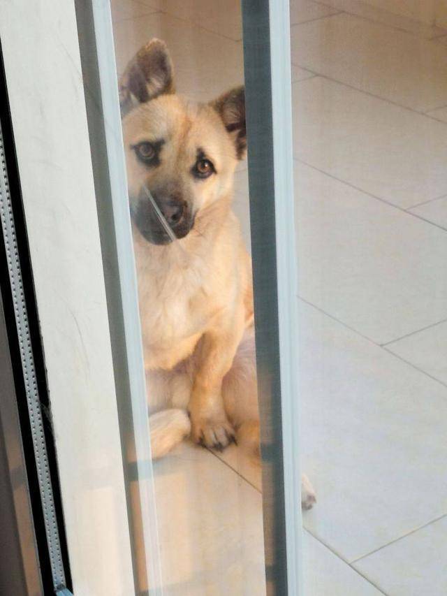 就像人一样坐在地上,一只手撑在地上偷偷的看着朋友.