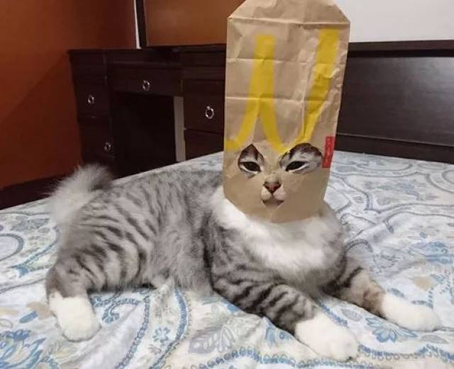 主人用纸袋,给猫做了个头套后,哈哈,猫要打人了.-宠物频道-手机搜狐