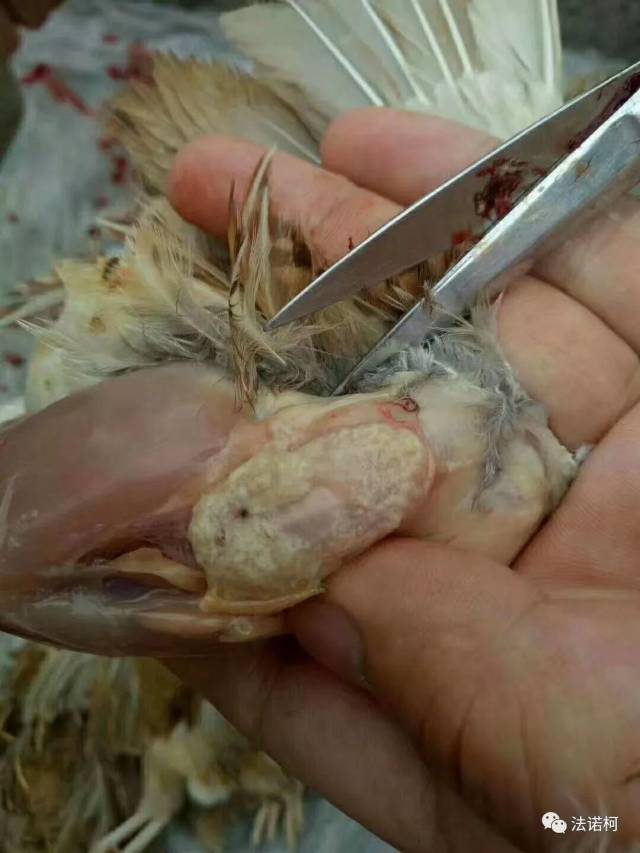 产品应用指导--完霉