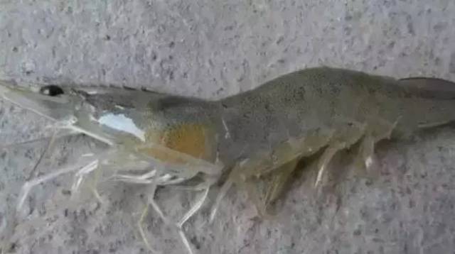 南美白对虾养殖中的纤毛虫病不容小觑