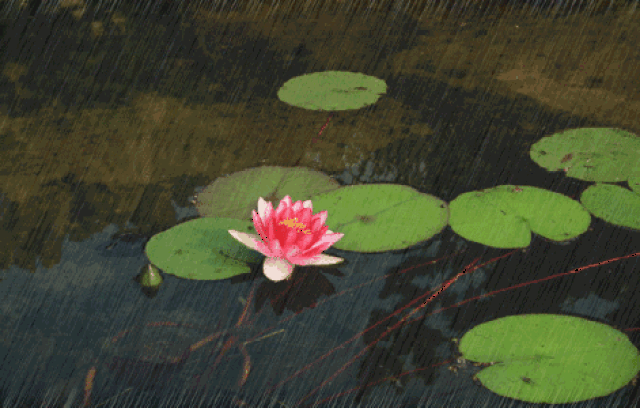 躲不过这场连绵的细雨 那就在雨中翩翩起舞 一颗颗细珠 在荷叶上蹦着