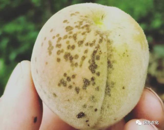 桃的外观是影响其价格的一个重要因素,感染黑星病的桃子价格低,甚至无