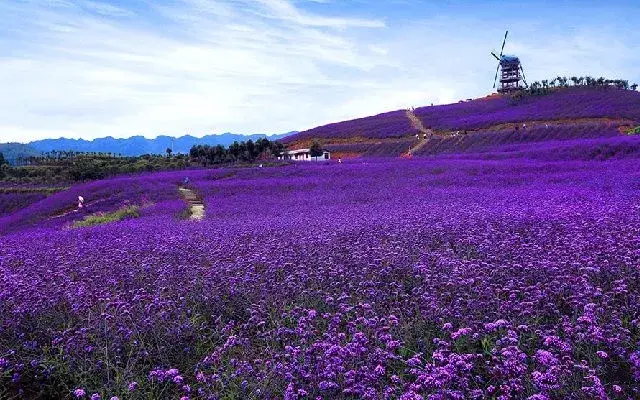 ǭĻ