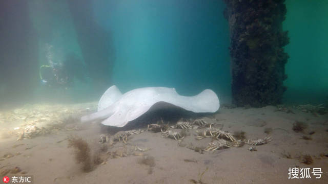 澳洲女子潜水遇罕见白化魔鬼鱼 仿佛海中幽灵