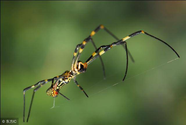 蜘蛛腿翅膀图片