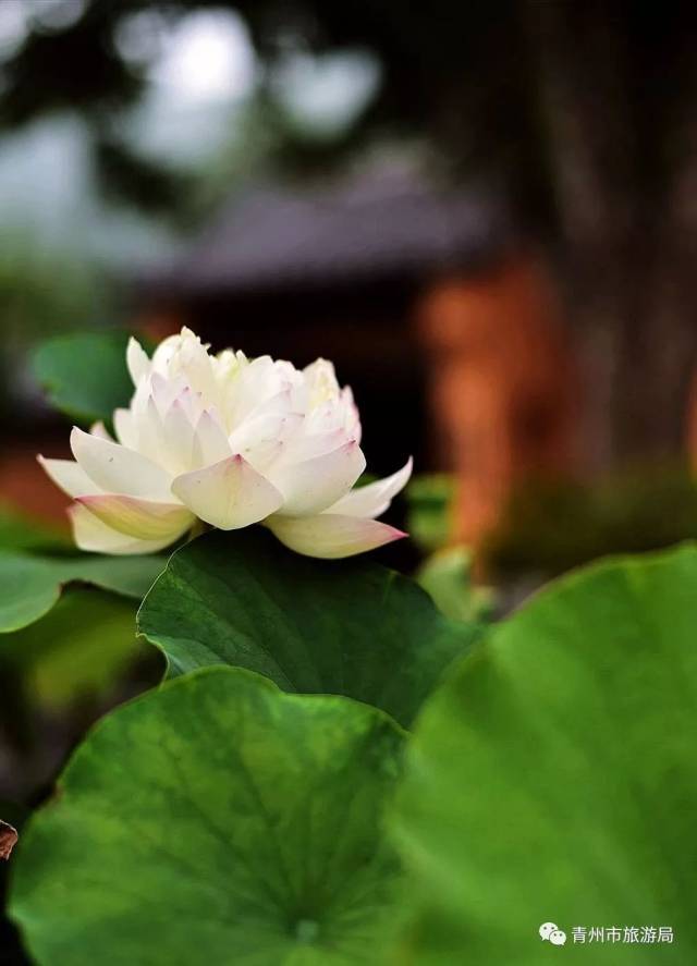 芙蓉出水禪心靜來這裡尋一場夏日靜心之旅