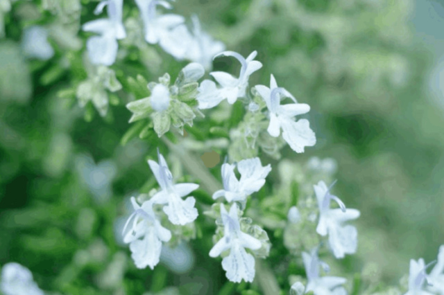 1,迷迭香蔺花香茅洗发*水