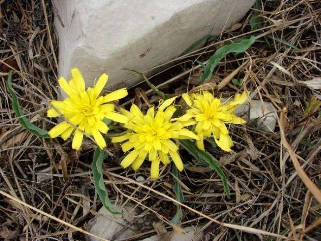 在农村这种野菜, 很多人都喜欢吃, 原来还有治愈伤口的作用.