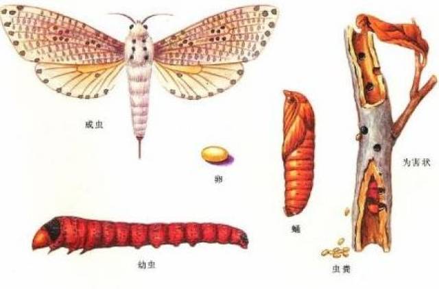 蝴蝶和飞蛾的区别 图图片