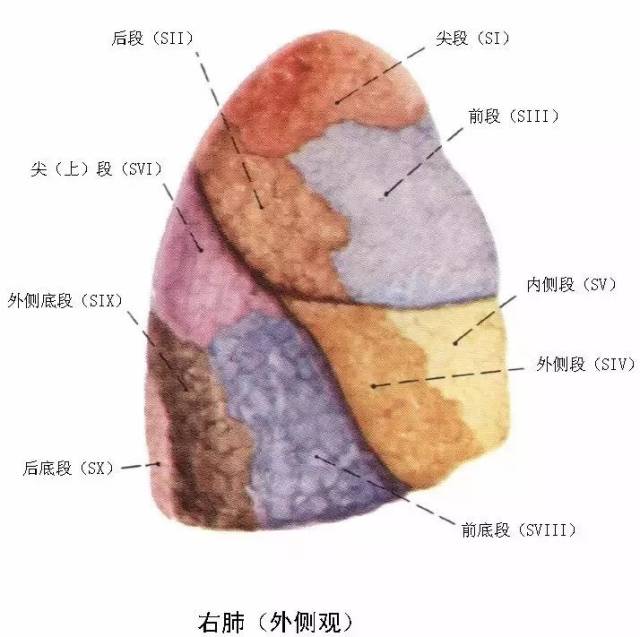 臨床醫師呼吸系統核心考點筆記請查收!(附解剖圖)