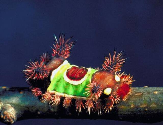 地表10大让人毛骨悚然的虫类你都听说过吗