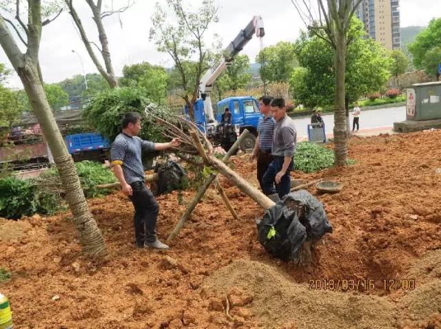 绿化苗木价格波动背后的秘密