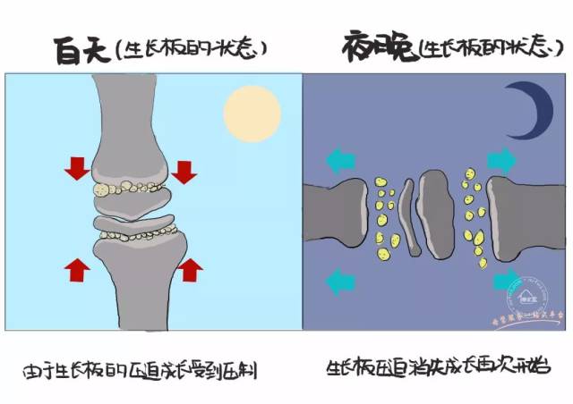 抑制 只有在晚上睡觉的时候生长板的压迫消失的情况下骨骼才会成长