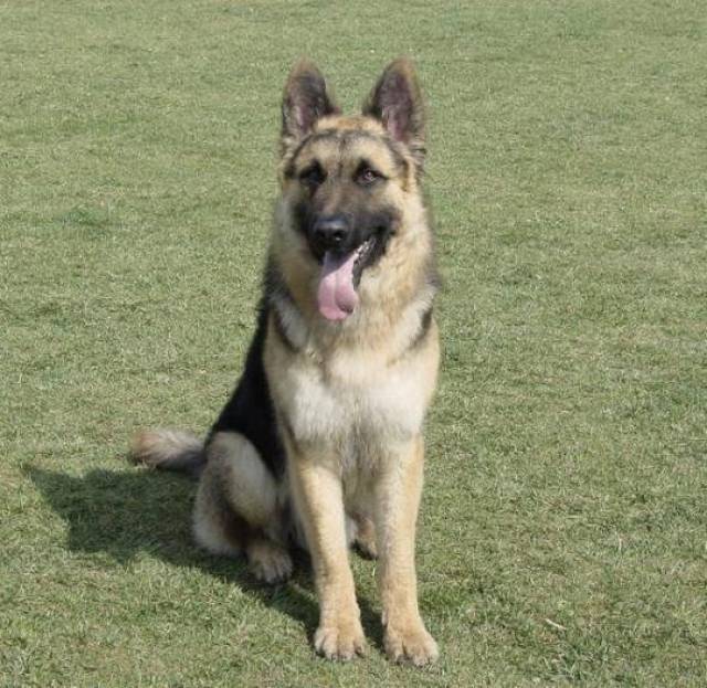 世界公认的优秀军犬德牧德国牧羊犬