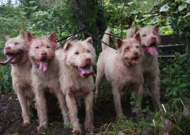 下司犬世界名犬排名第三,与杜高犬相比哪个更厉害?
